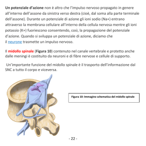 - 22 - Un potenziale d`azione non è altro che l`impulso nervoso