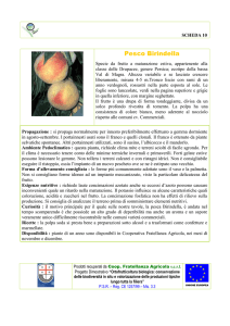 Pesco Birindella
