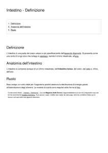 Intestino - Definizione