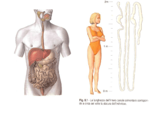 Tonaca mucosa