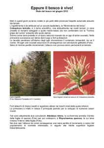 Eppure il bosco è vivo!