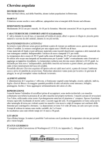 Chersina Angulata - Tarta Club Italia