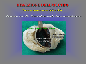 dissezione occhio II TF File - Progetto e
