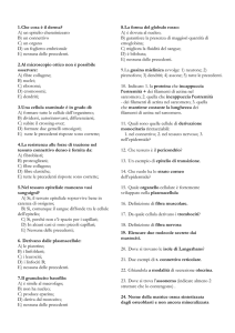 1. Che cosa è il derma? A) un epitelio cheratinizzato