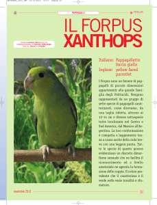 Italiano: Pappagalletto faccia gialla Inglese: yellow faced parrotlet