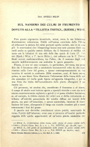 sul nanismo dei culmi di frumento dovuto alla "tilletia tritici,, (bjerk