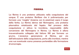 FIBRINA La fibrina è una proteina utilizzata nella coagulazione del