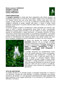 CONIGLIO SELVATICO - Edizioni Prima Linea