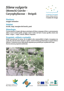 Silene vulgaris