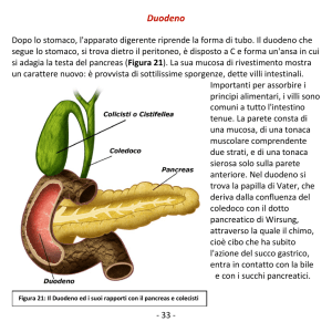 Duodeno