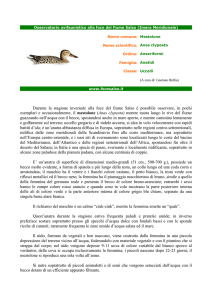 Mestolone - Osservatorio avifaunistico alla foce del fiume Salso