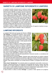 varietà di lampone rifiorente e unifero