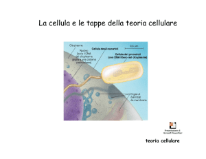 La cellula e le tappe della teoria cellulare