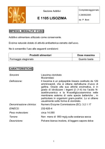 e 1105 lisozima