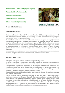 leopardo - Animali e Animali