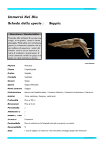 Immersi Nel Blu Scheda della specie : Seppia