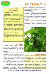 Celtis australis - Piante spontanee in cucina