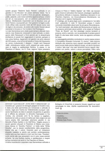 Le vie delle rose