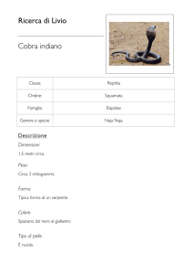 Ricerca di Livio Cobra indiano