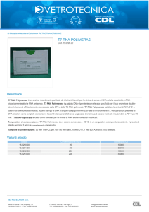 T7 RNA POLIMERASI