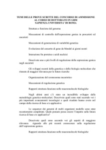 Organizzazione del cromosoma eucariotico