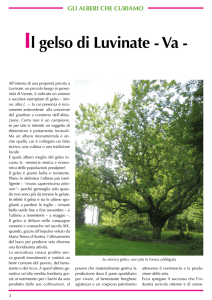 Il gelso di Luvinate - Va - Fito