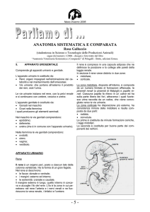 Apparato urogenitale