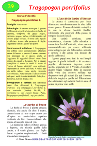 Tragopogon porrifolius - Piante spontanee in cucina