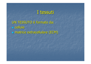 I tessuti - Blog di biot3