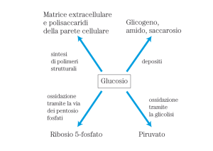 Via dei pentosi - Dipartimento di Farmacia