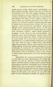 196 branule scariose decidue. Foglie patenti, suborizzontali, o re