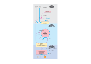 Ciclo di Krebs
