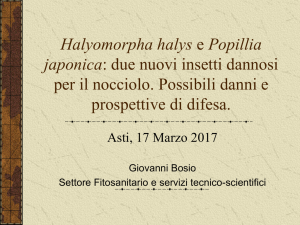 due nuovi insetti nocivi per il nocciolo. Possibili danni e