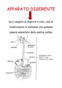 Gli organi dell`apparato digerente