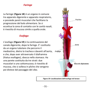 Faringe Esofago