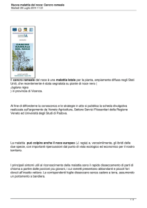 Nuova malattia del noce: Cancro rameale
