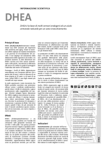 DHEA è la base di molti ormoni endogeni ed un aiuto ormonale