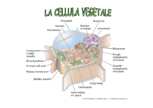 cellula vegetale