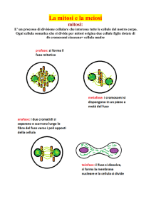 La mitosi e la meiosi