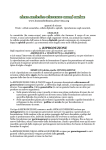 riproduzione negli eucarioti, cellule somatiche( vedi R1
