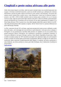 Cinghiali e peste suina africana alle porte