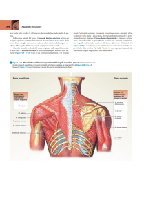 Apparato muscolare