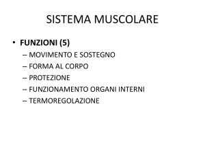 Sistema muscolare