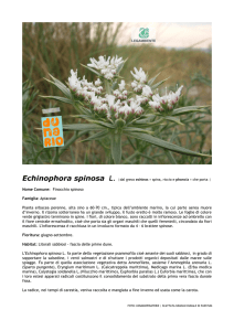 Echinophora spinosa L.