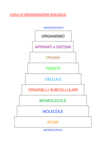 LIVELLI di ORGANIZZAZIONE BIOLOGICA