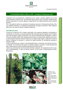 Scarica l`allegato scheda_fitosanitaria_flavescenza_ersaf