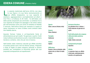 EDERA COMUNE (Hedera helix)