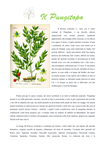 Il Pungitopo - Fior di Glicine