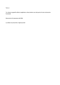 Terna 1 Tra i diversi organelli cellulari sceglietene e descrivetene