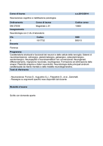 Corso di laurea a.a.2013/2014 Neuroscienze cognitive e